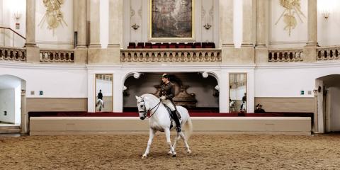 Vorführungen der Lipizzaner